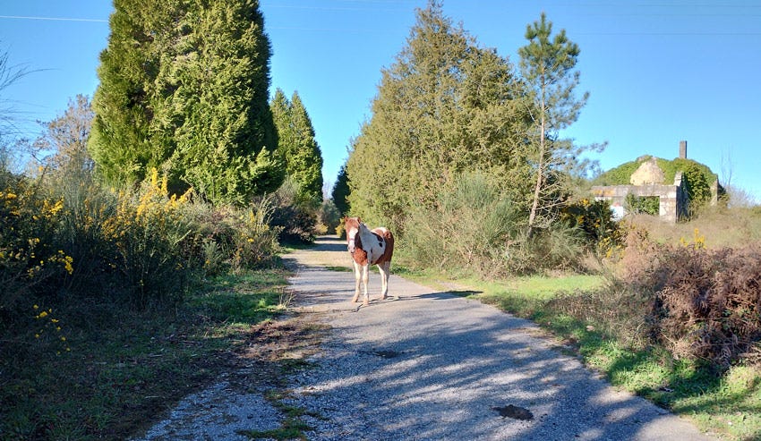 Caballo en las proximidades de Lugo