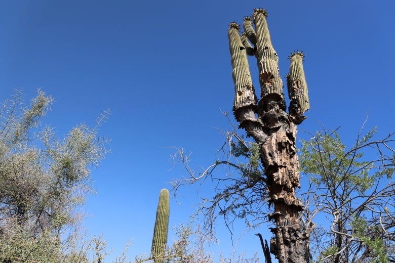 A tall cactus looks desiccated in its bottom two-thirds.