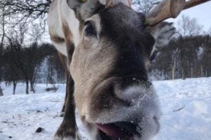 a reindeer eating