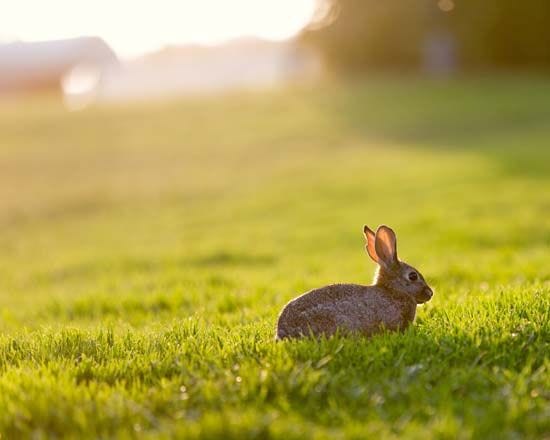 rabbit in a field - Students | Britannica Kids | Homework Help