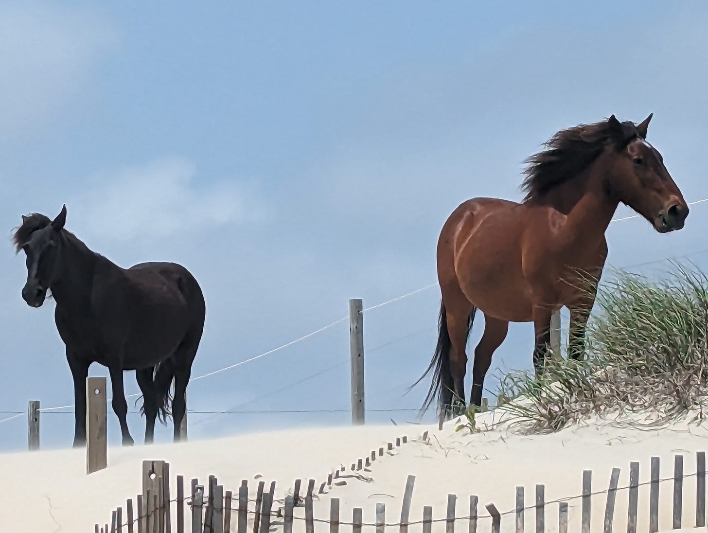 two horses, one brown and one black, standing on a sand dune with the bright blue sky behind them