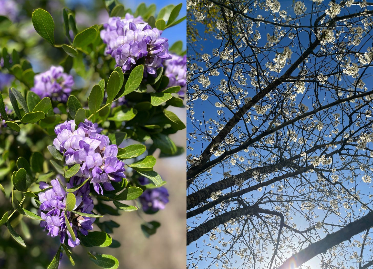 Two photos side by side. The first photo is a close-up of purple Texas Mountain Laurel blooms. The second photo depicts tree branches with white blossoms against a blue sky.