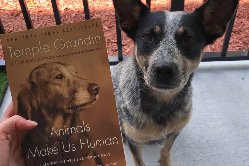 Scout the blue heeler posing on our Florida porch with a copy of Animals Make Us Human