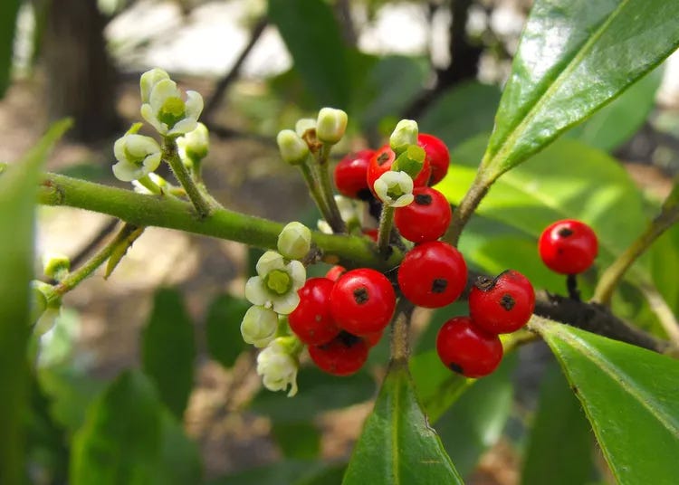 Close up of the flowers are berries on a Yerba Mate Plant