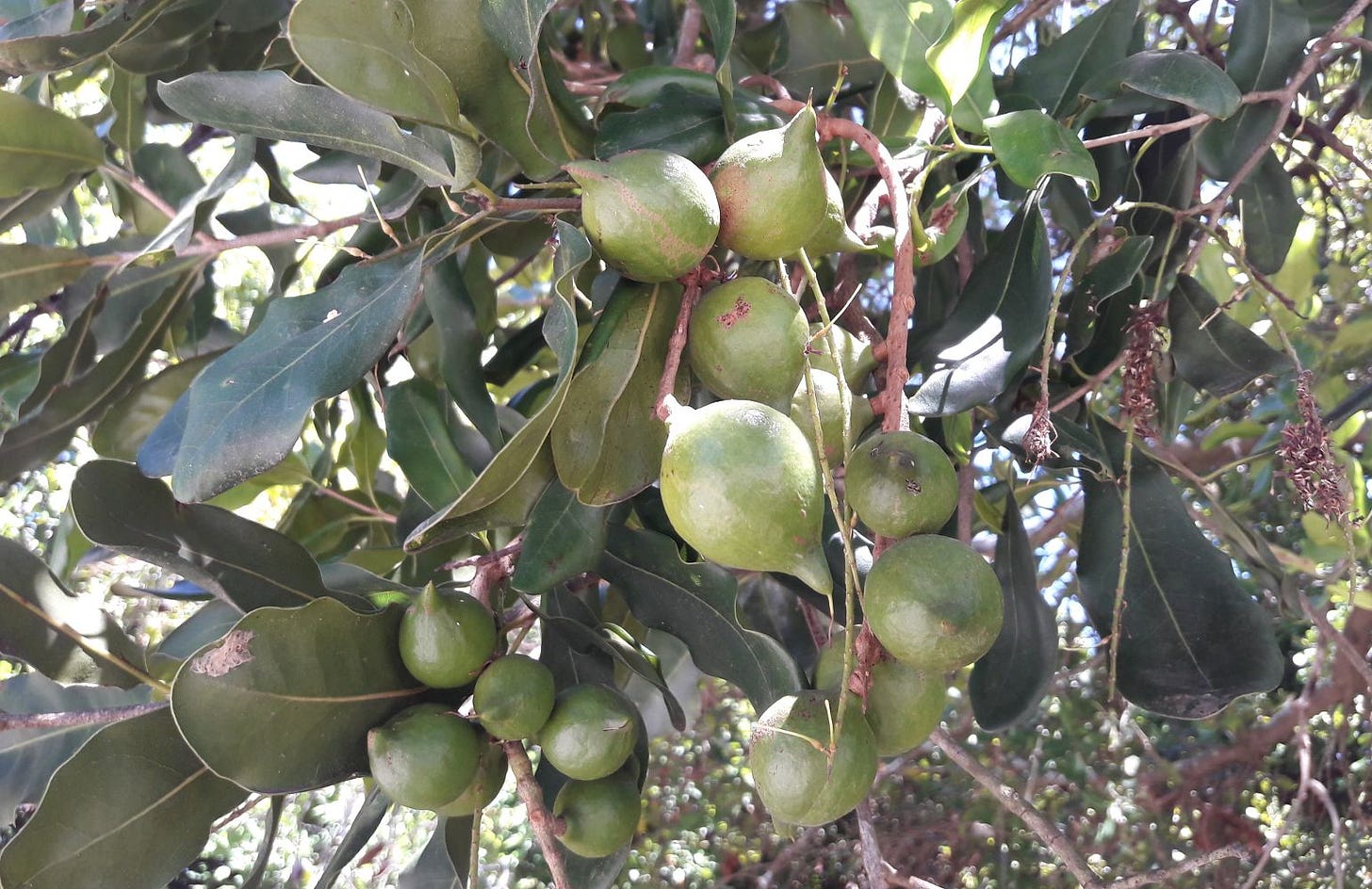 Macadamia integrifolia [unripe nuts - Medowie, NSW, 2022] sml.jpg