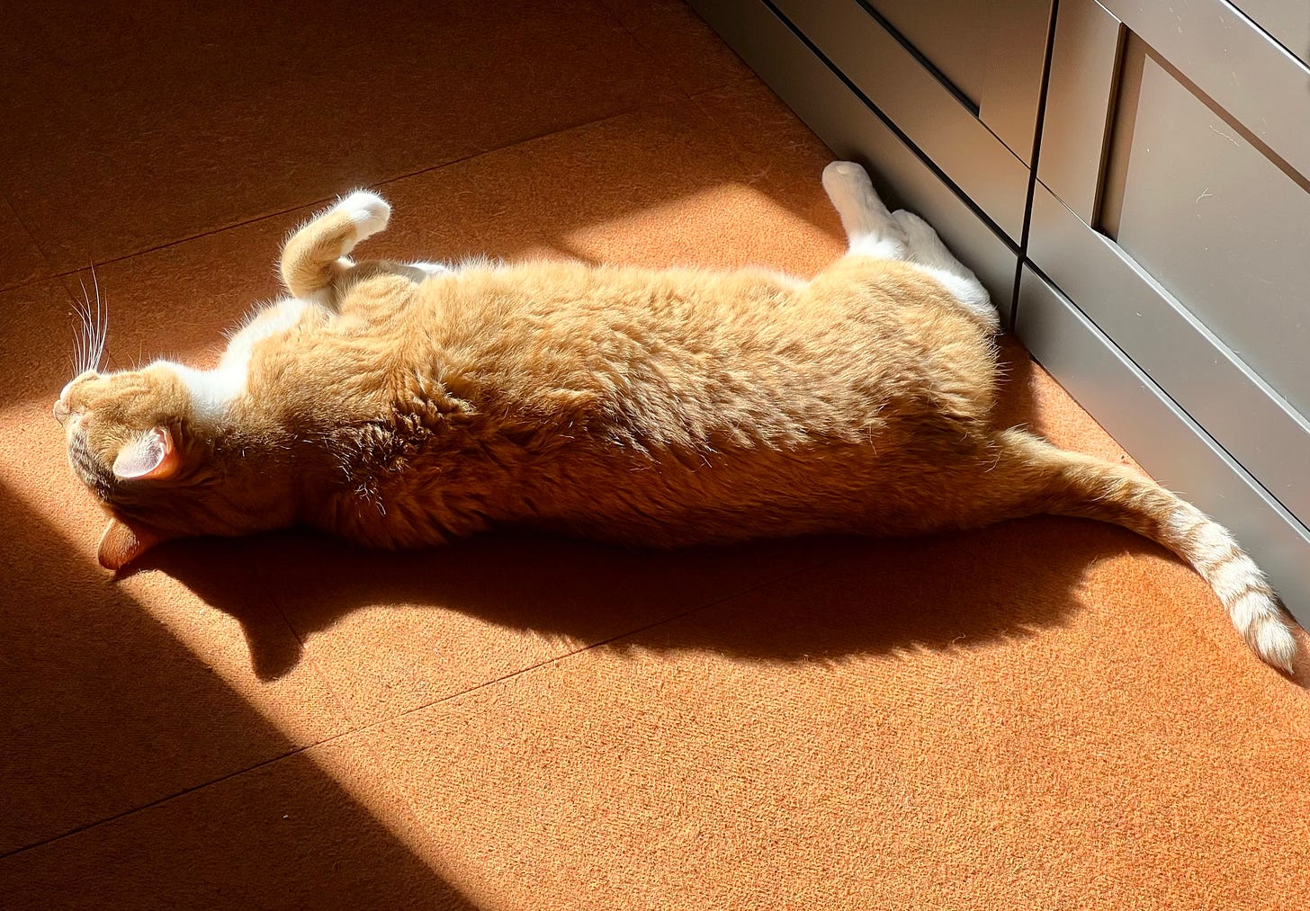 An orange and white cat laying in a sunbeam