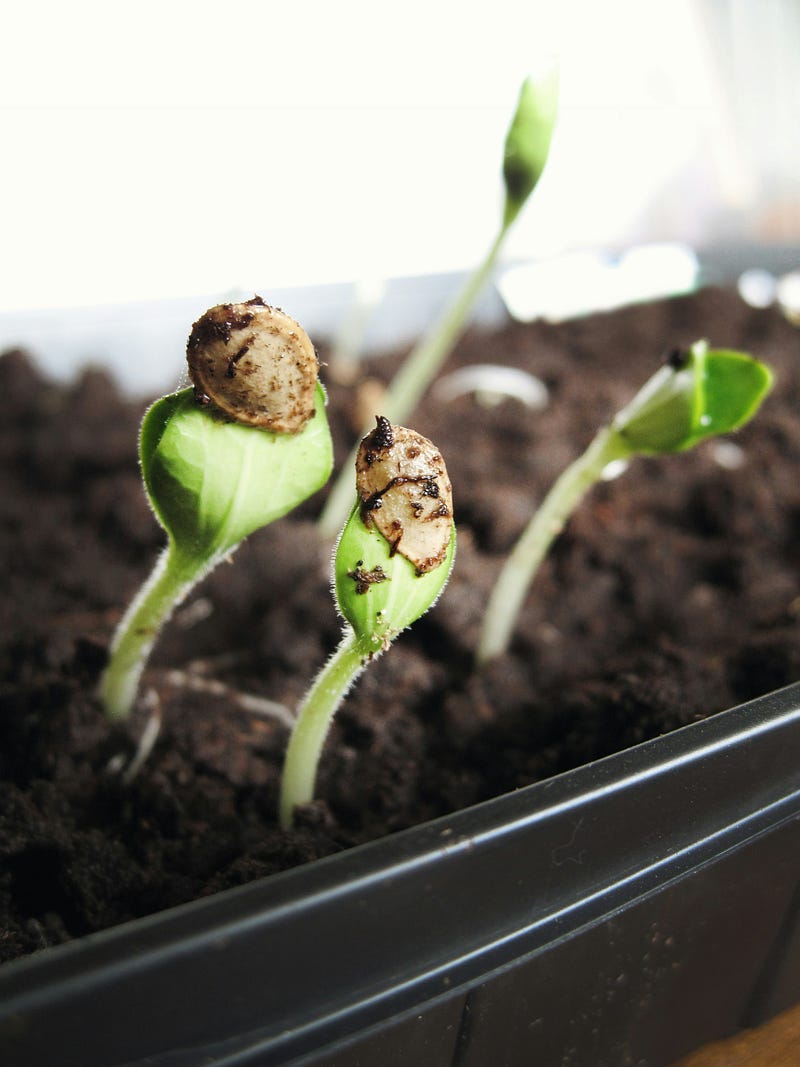 Seeds in soil growing