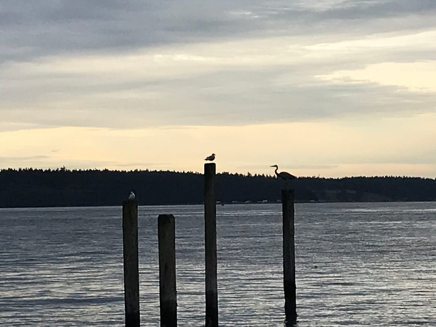 Picture of three birds sitting on poles over water with cloudy sky