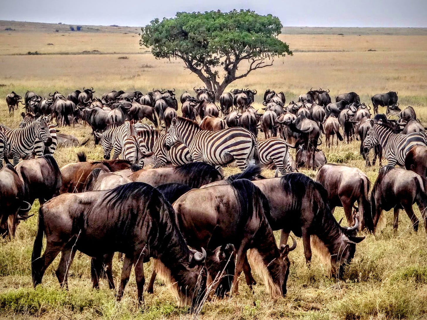 Serengeti zebra