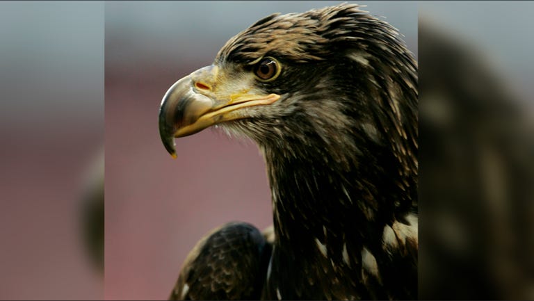 Chockey the Golden Eagle passes away at Topeka Zoo