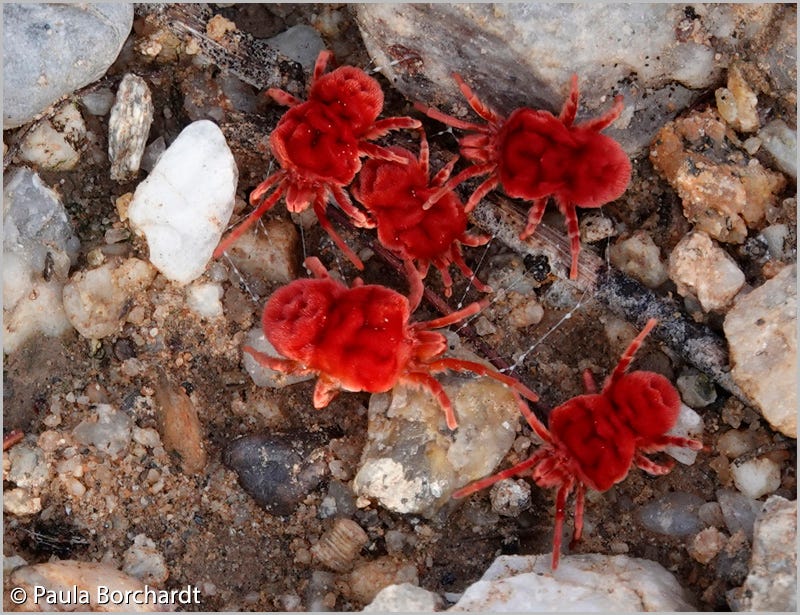 Red Velvet Mites in our yard, Tucson, AZ, USA