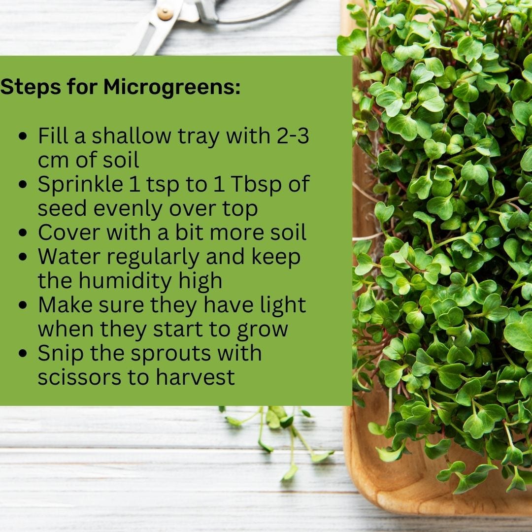 background picture of a tray of microgreens on a table with scissors and a few cut sprouts