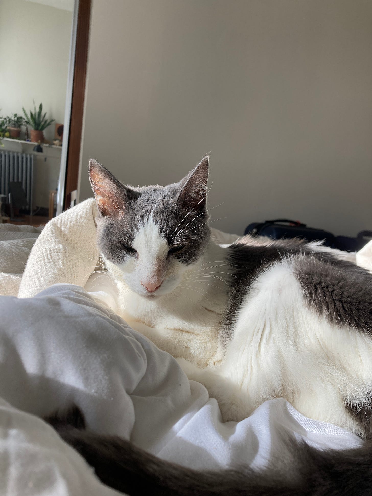 A gray and white cat sleeping in sunlight on a bed.