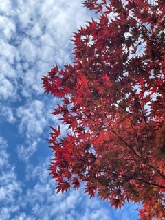 red Japanese maple leaves against a deep blue, scudded cloud-filled sky.