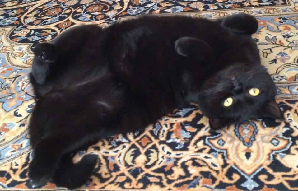 Black cat, teasing pose