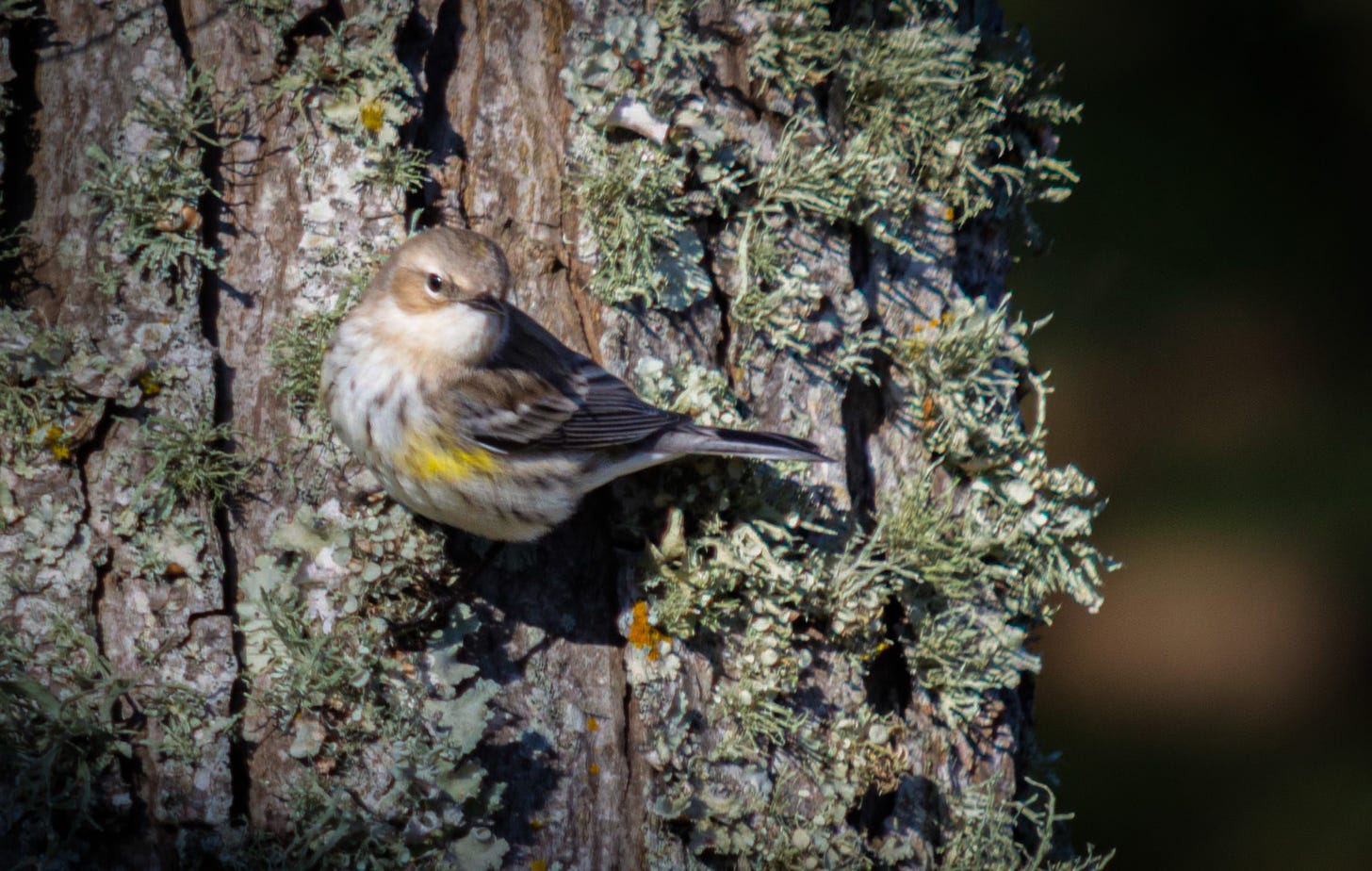 A sparrow looking forward clinging to the bark of an oak tree covered in lichen