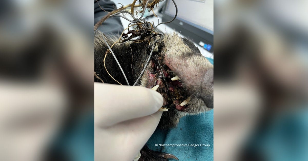 Vet examining the badger's mouth with the snare still caught inside