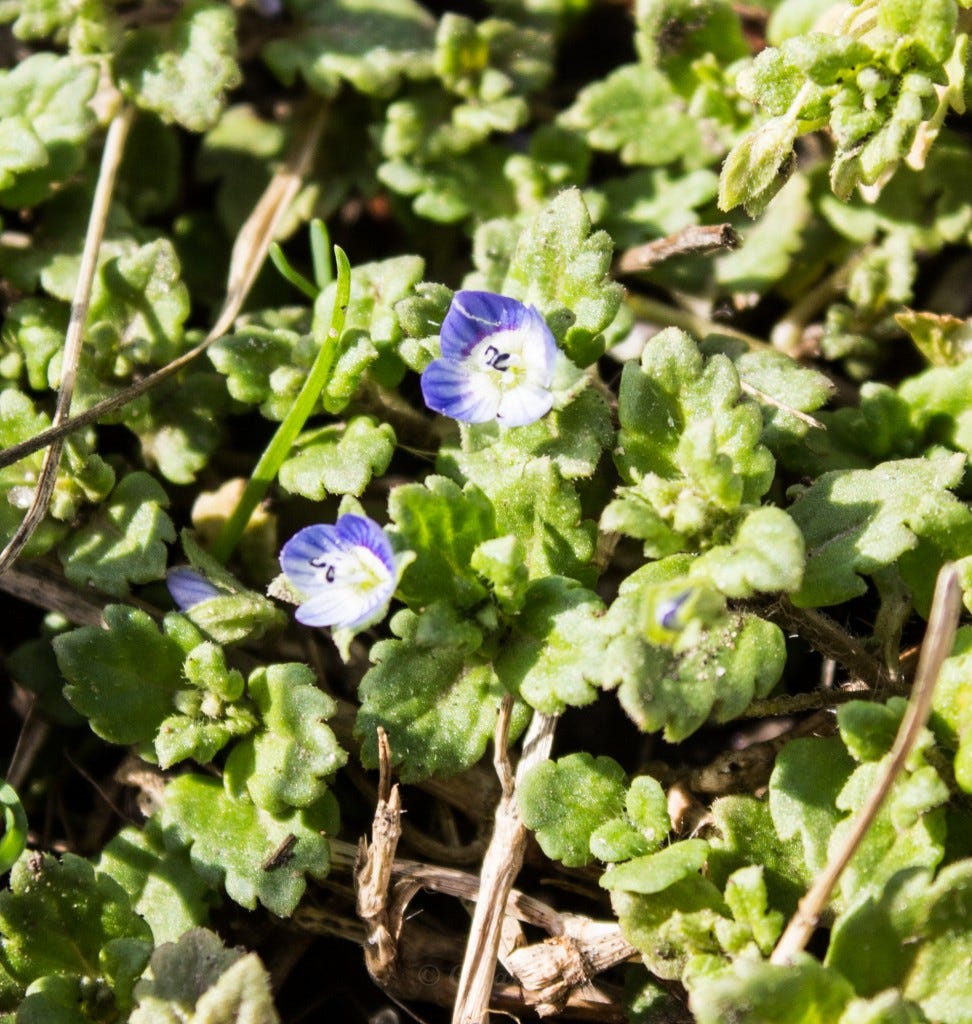 speedwell