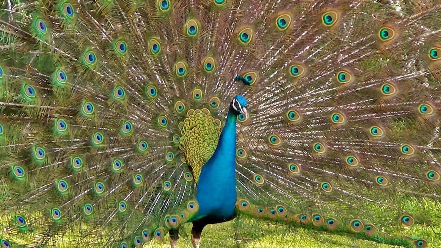 A Peacock's Tail — The Wonder of Science