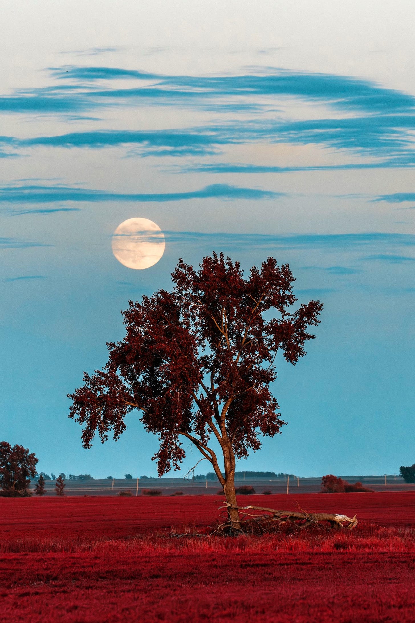 Tree and Moon