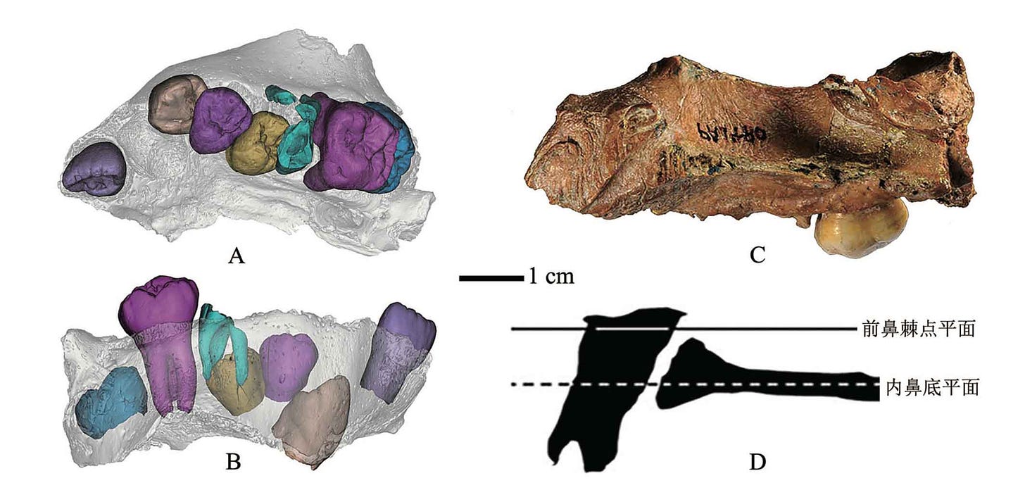 Four panels showing two views (occlusal and lateral) of microCT images of the Xujiayao half maxilla with teeth highlighted, one panel with a photo of the medial view, and a drawing of the premaxillary and palatal components of the bone. Four panels showing two views (occlusal and lateral) of microCT images of the Xujiayao half maxilla with teeth highlighted, one panel with a photo of the medial view, and a drawing of the premaxillary and palatal components of the bone.
