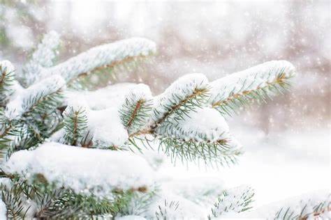 snow-in-pine-tree - A & A Christmas Tree Farm