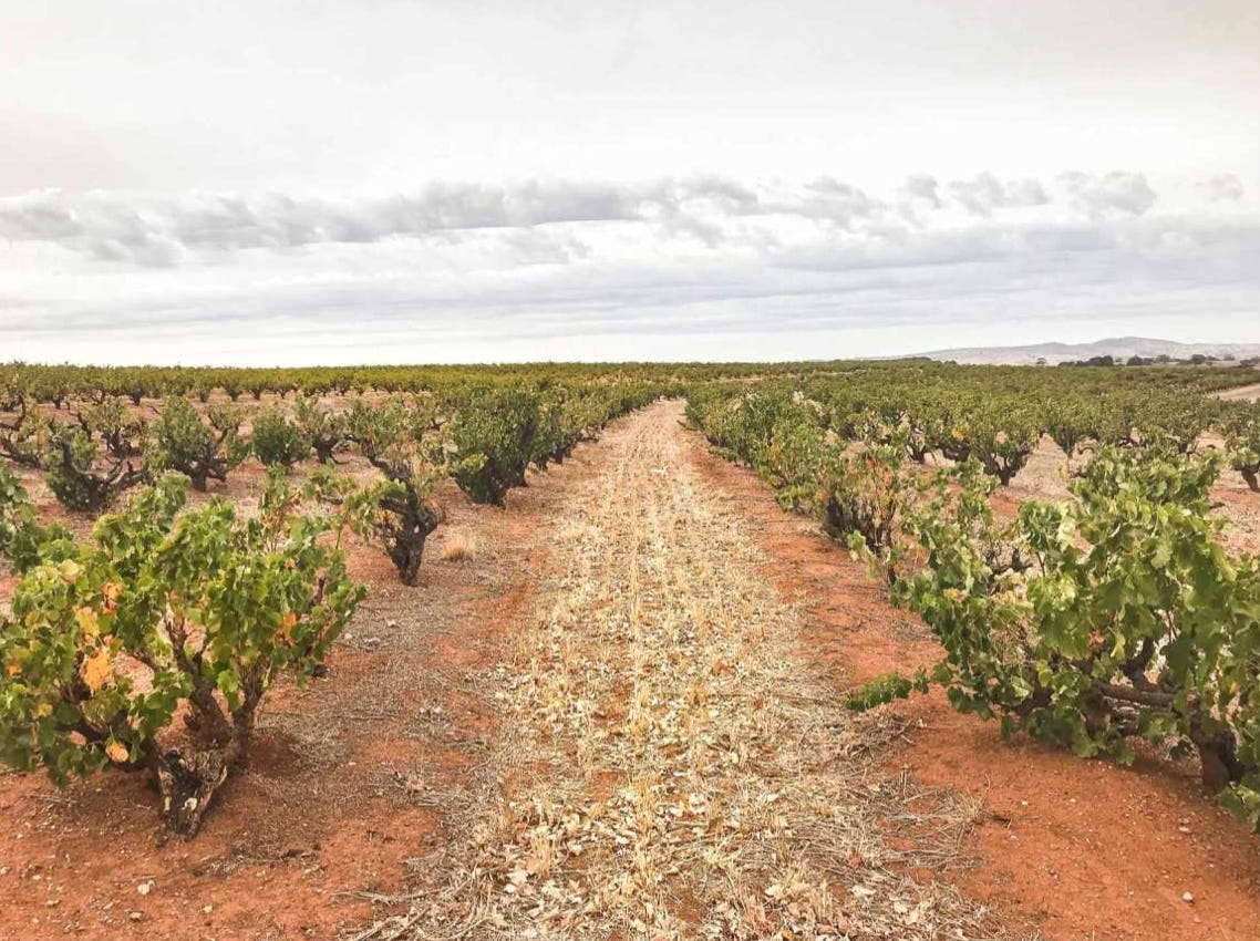 Barossa Valley bush-trained vineyard