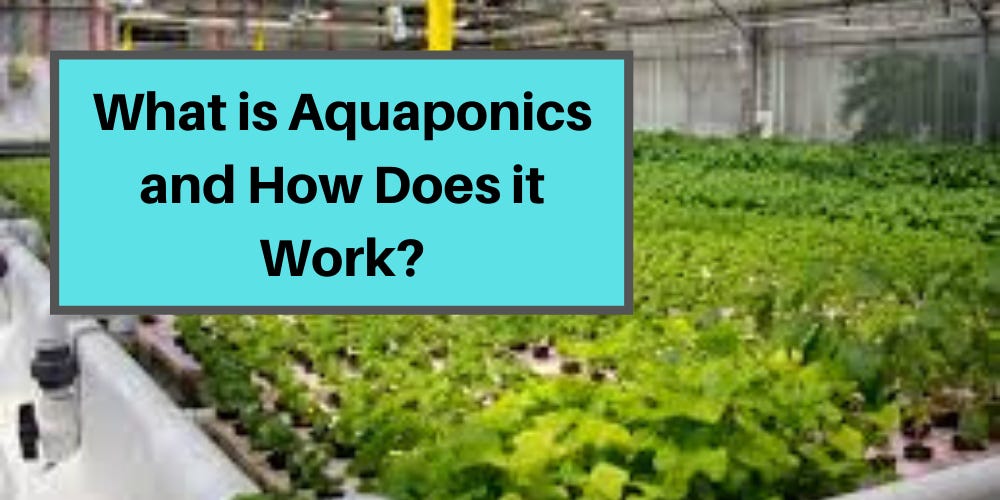 What is Aquaponics and How Does it Work? - Go Green Aquaponics