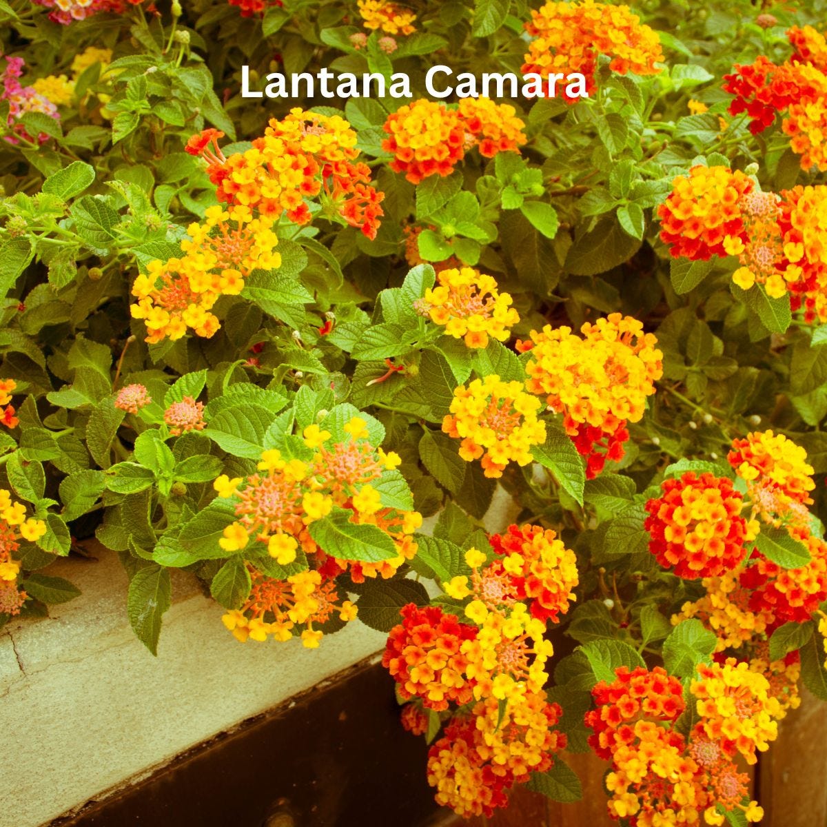 Lantana Camara