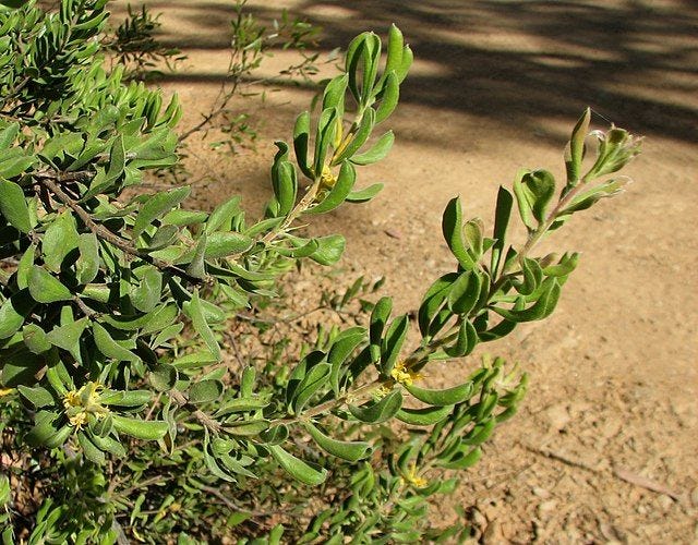 Persoonia rigida [Vic foliage wikicommons].jpg