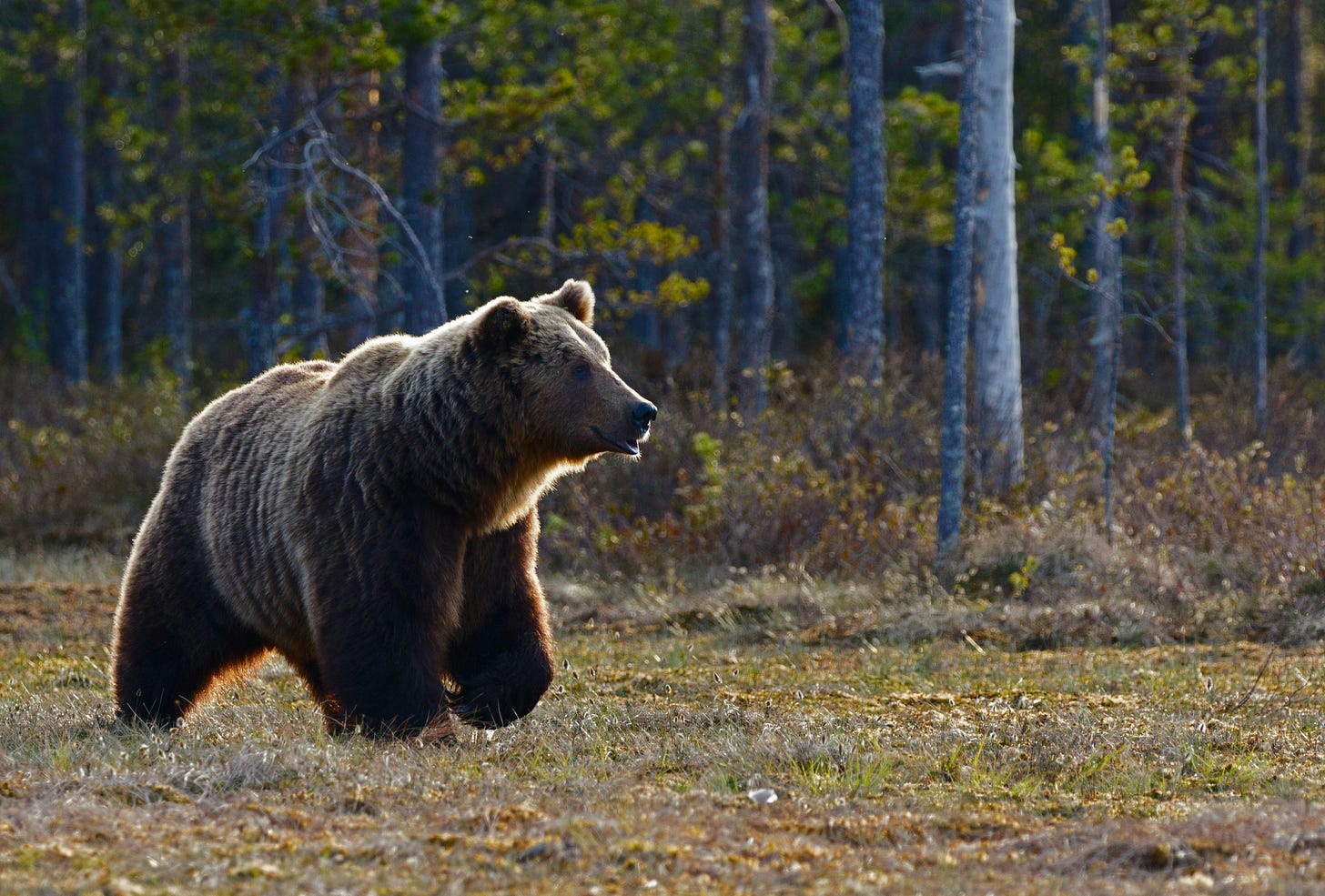 brown bear walking near trees brown bear walking near trees