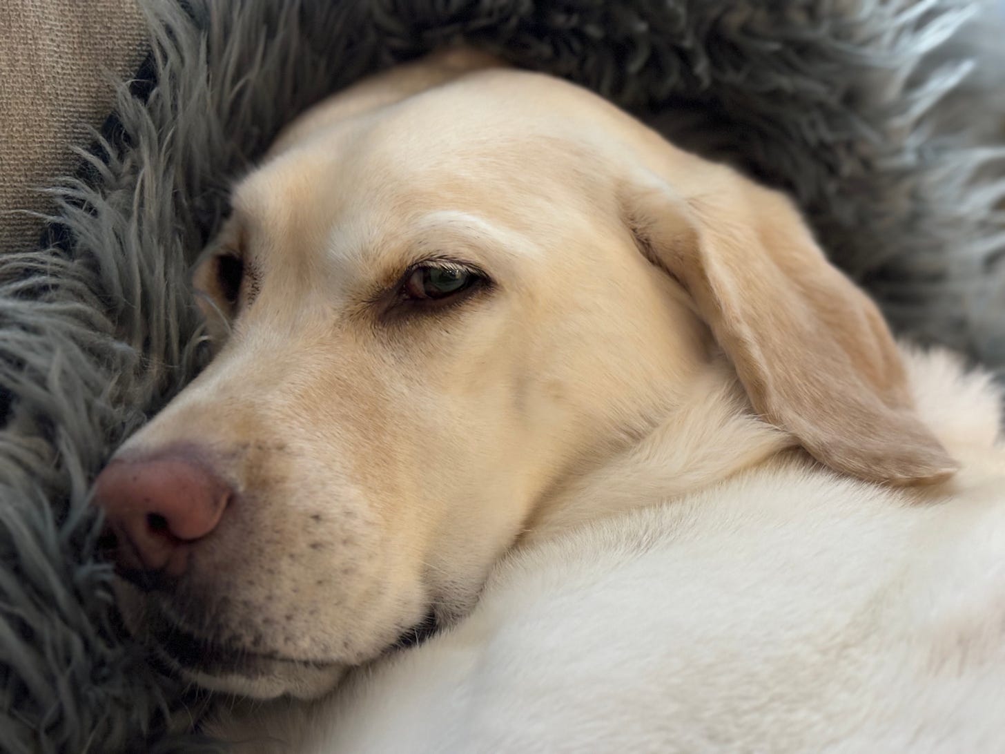 A yellow Labrador retriever lays on the couch. She's very comfortable and it's hard to see her neck.