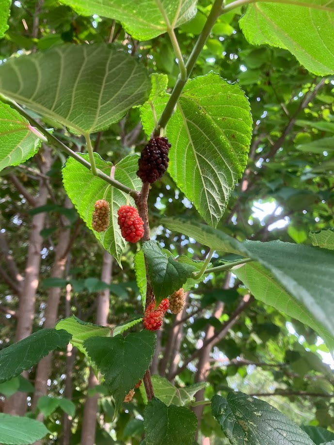 Close-up of leaves and berries on our mulberry tree