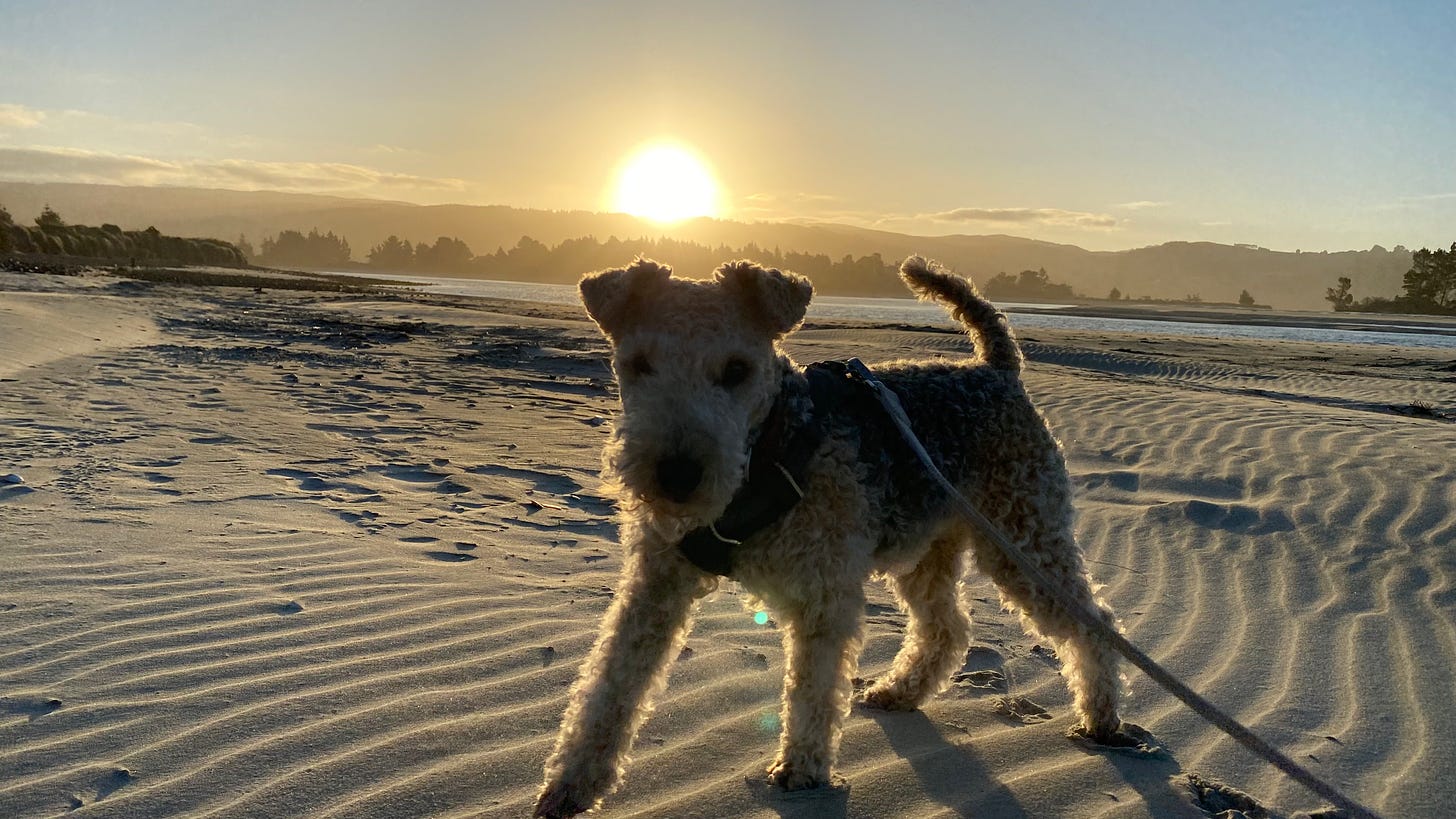 Silhouette of Nutmeg the lakeland terrier on the beach, lit by a bright ball of sun just above the horizon