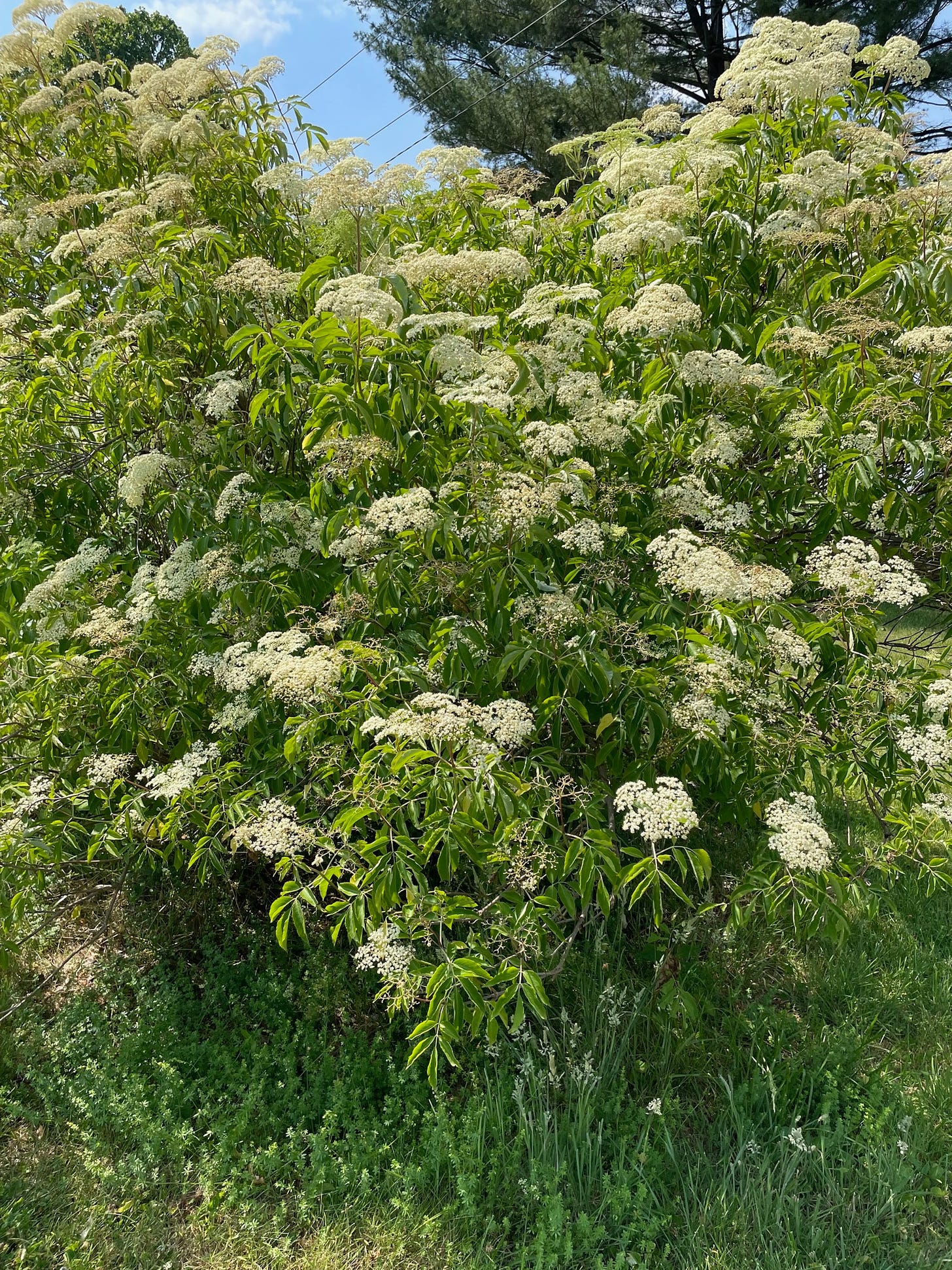 Elderberry  Sambucus nigra