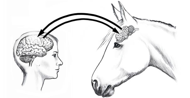 Author of Horse Brain, Human Brain - Janet L Jones, PhD