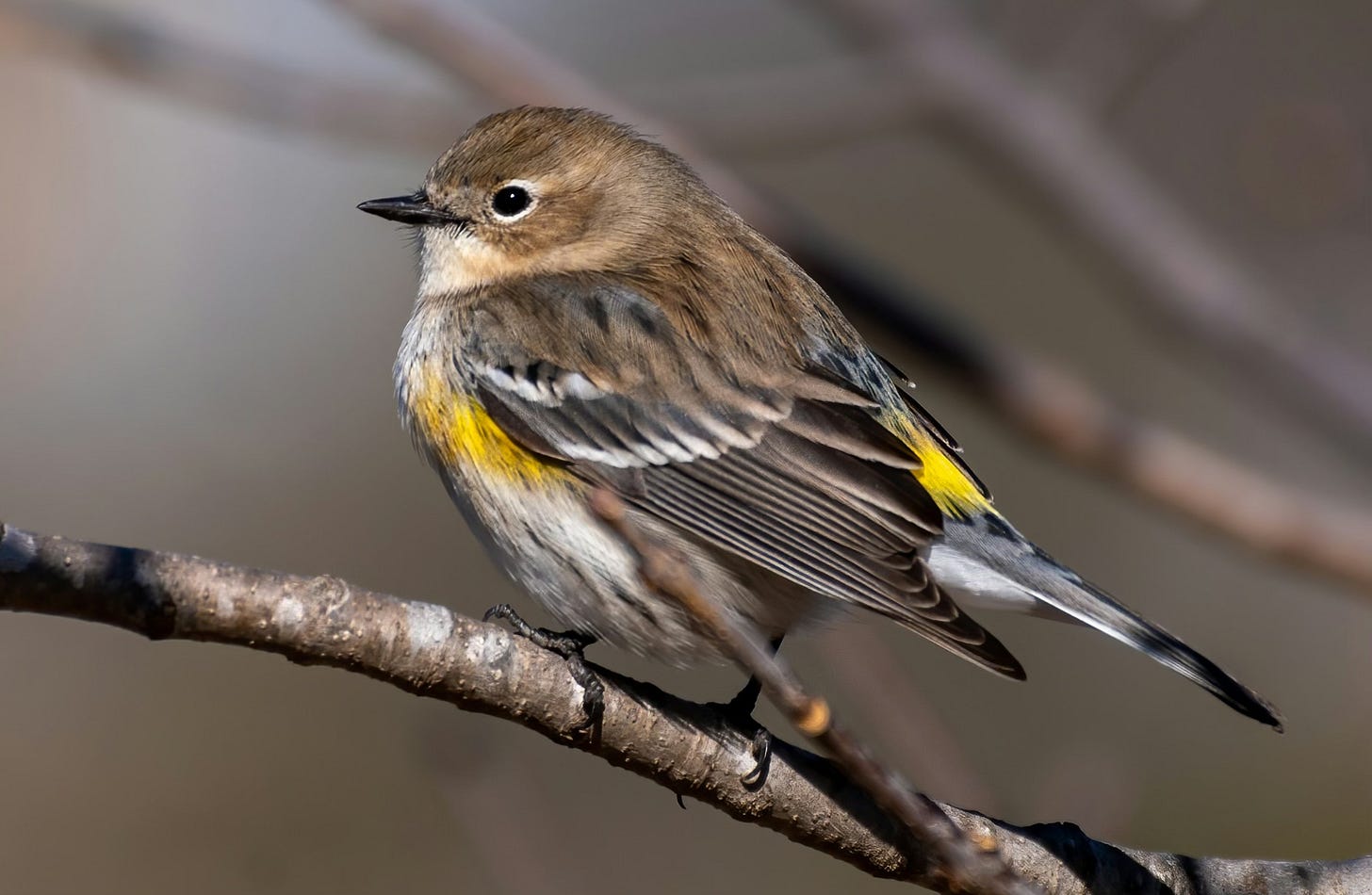 A yellow-rumped warbler on a branch. A small, light-brown bird with yellow markings under and behind the wings.