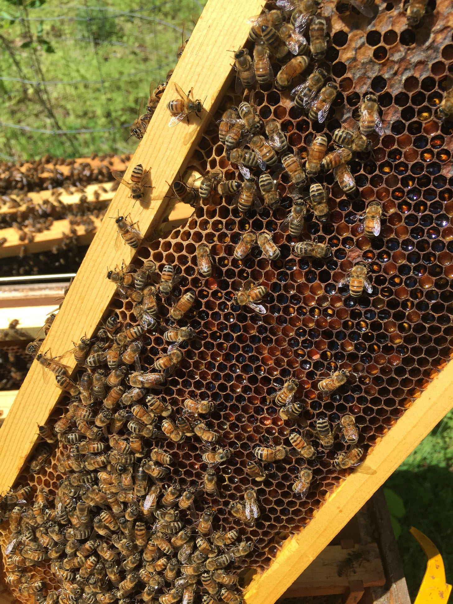 frame of honey bees with orange and yellow pollen packed next to glossy nectar cells