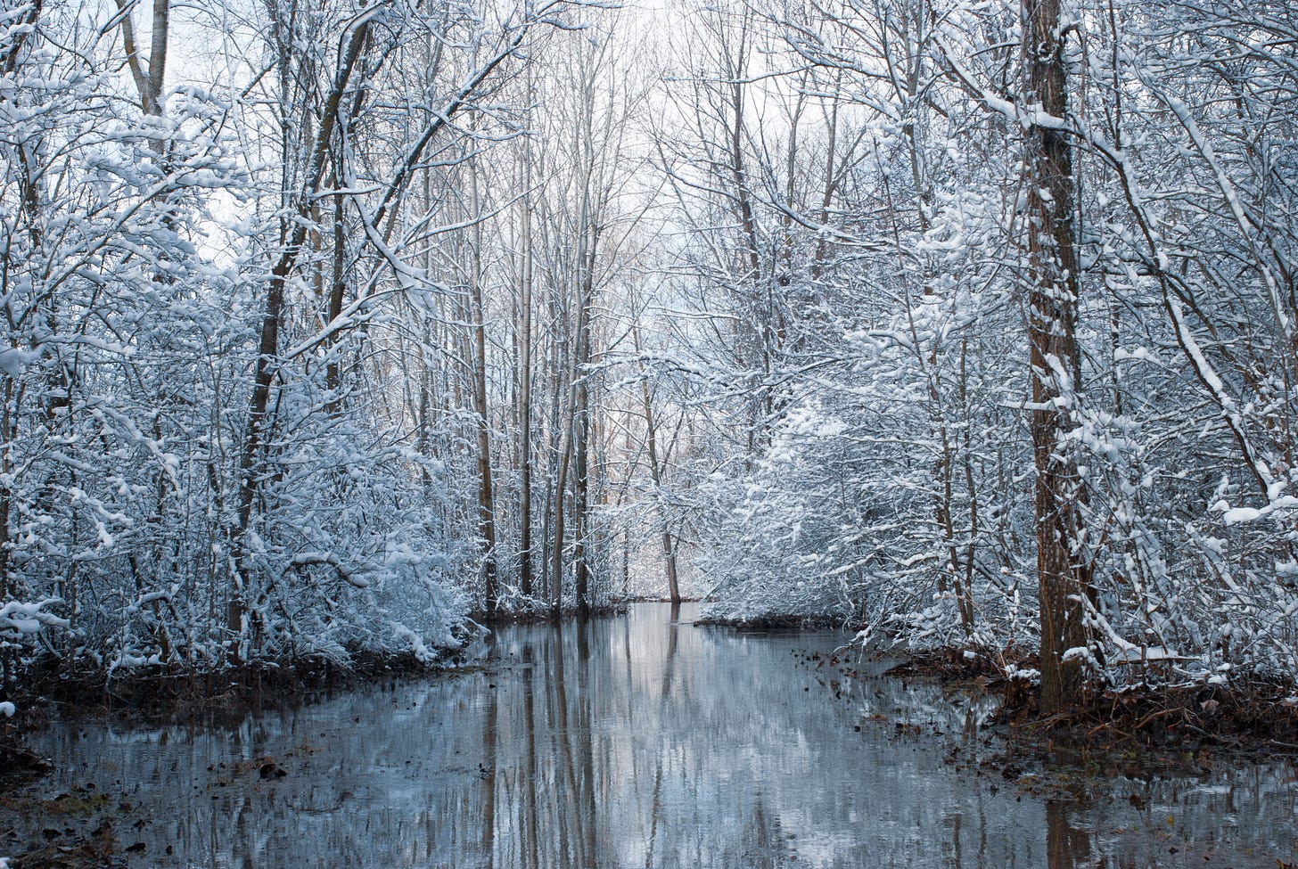 A beautiful, picturesque photo of what looks like a river and snowy trees. The river is actually a flooded path full of sewage.
