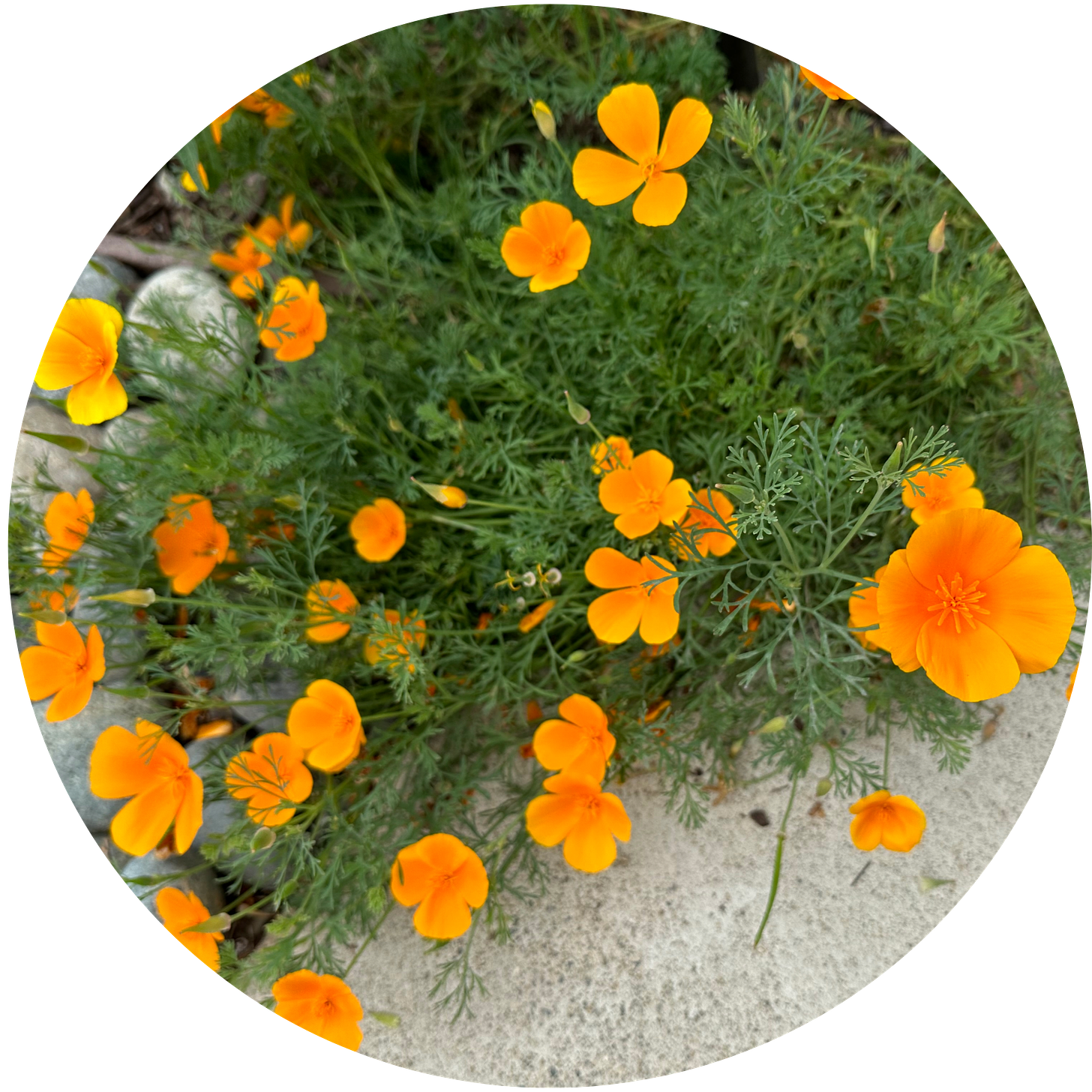 over a dozen bright orange California poppies open their petals to the sun. Green leaves and gray stone in the background.