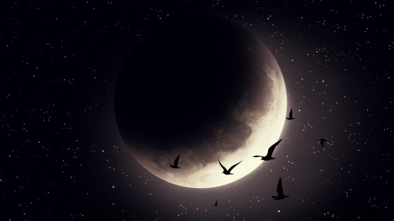 Against the star-dotted night sky, a flurry of black wings rise up toward ever-darkening moon.
