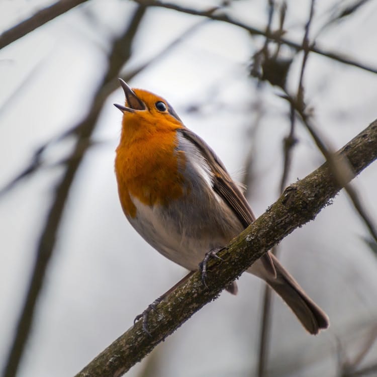 Free Bird Perched on Tree Branch Stock Photo