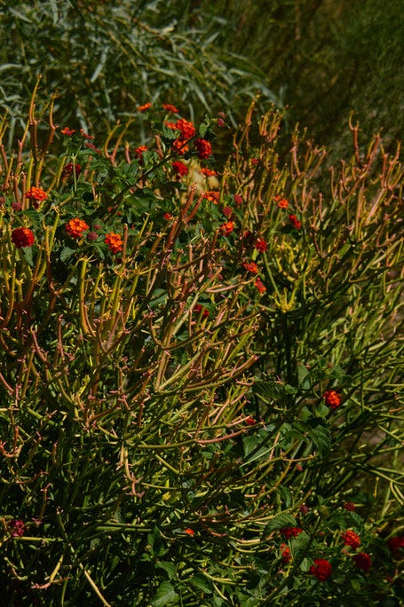 Euphorbia tirucalli "Sticks on Fire" with Lantana "Denver Red"