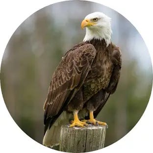 American Bald Eagle | African Safari Wildlife Park - Port Clinton, OH