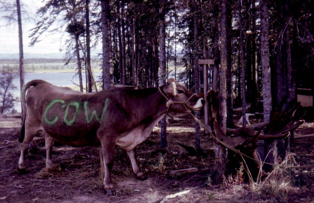 Cow labeled Cow