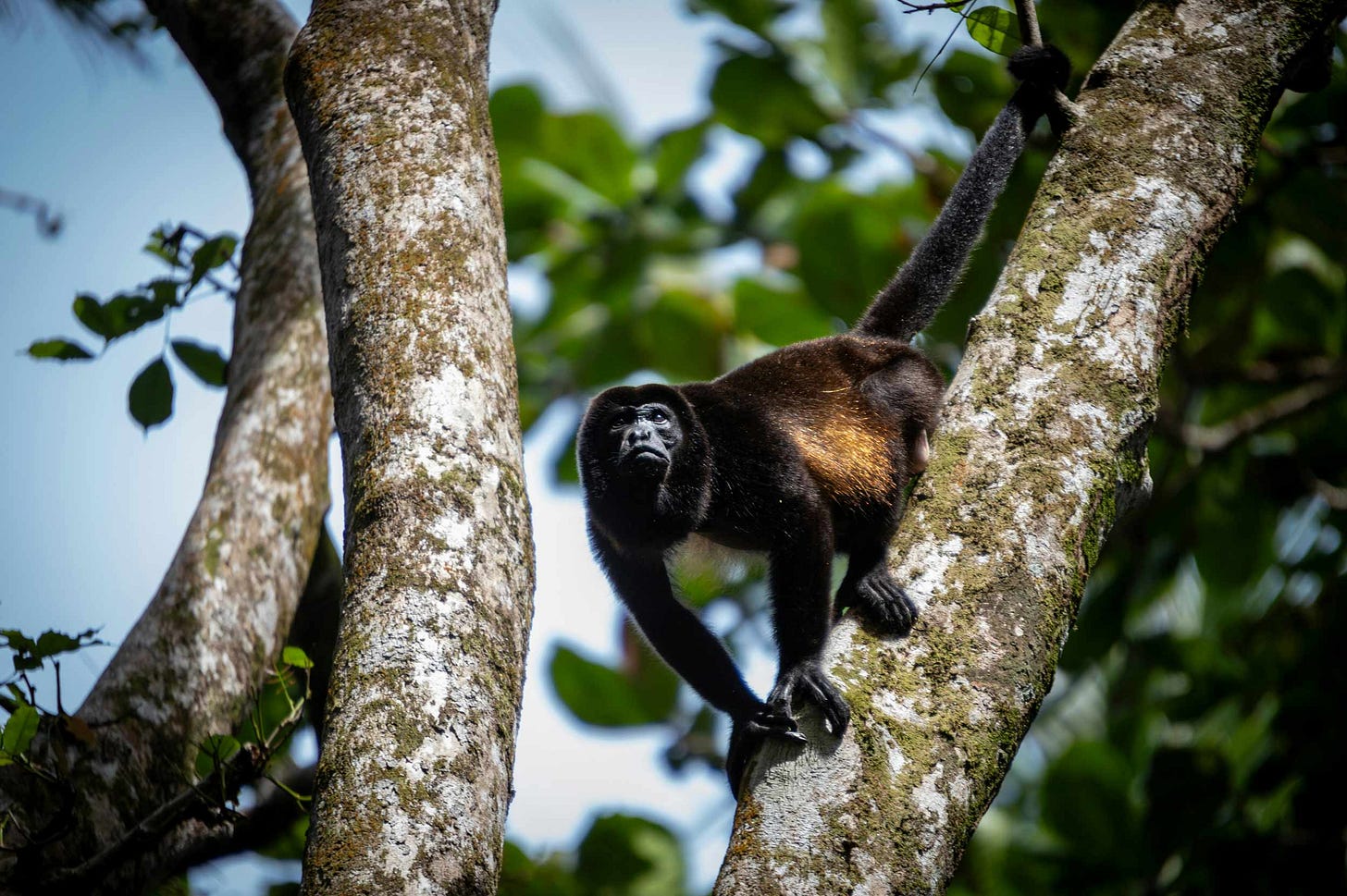 A mantled howler monkey posed on a tree trunk with prehensile tail gripping branch