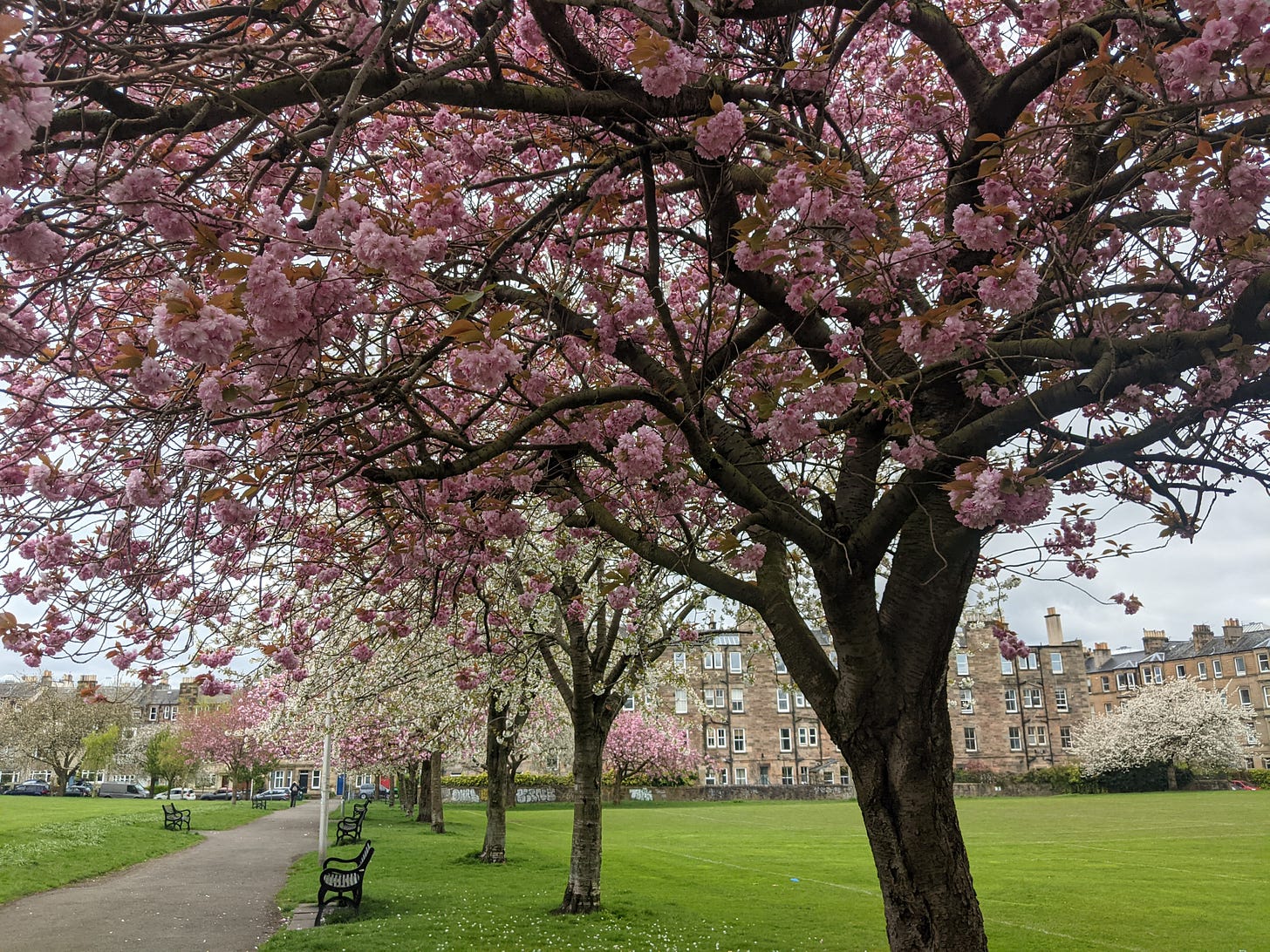 Cherry blossoms in bloom with traditional Edinburgh tenements in the background.