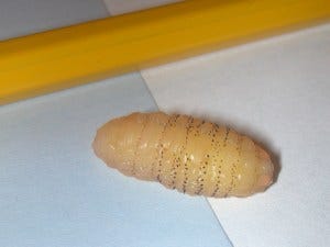 The bot fly Dermatobia hominis, that came out of my student's arm while he was sleeping. Photo: T. McGlynn