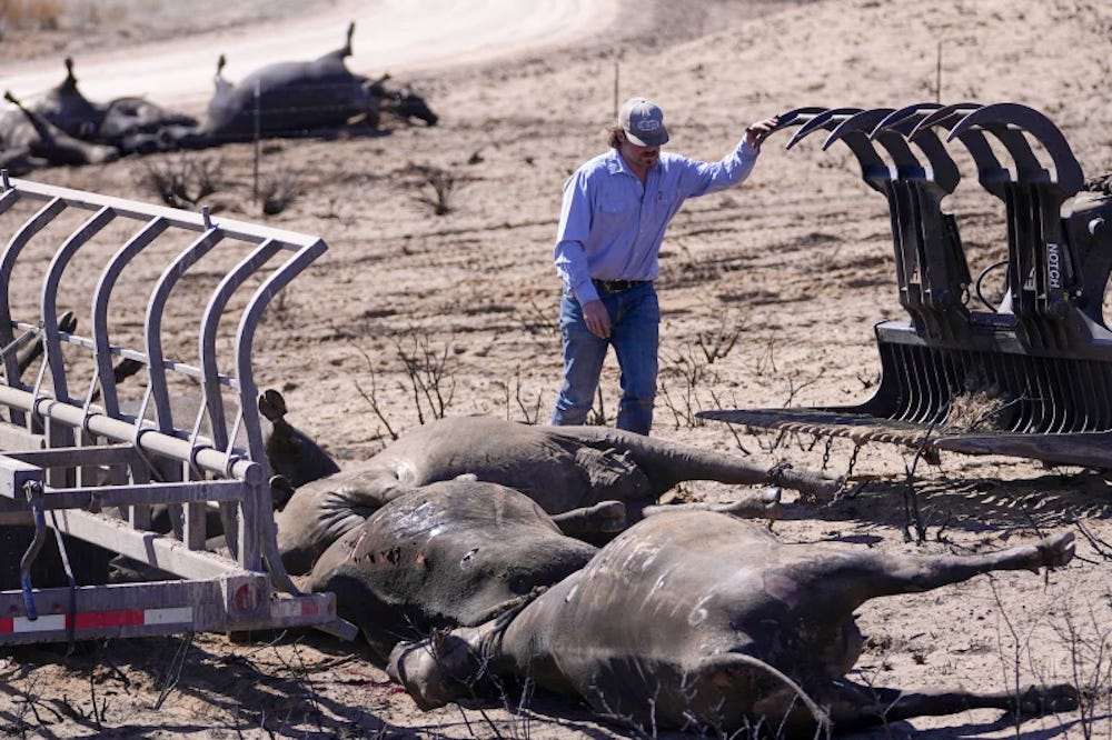 A ranch worker cleans up dead cattle with heavy equipment.