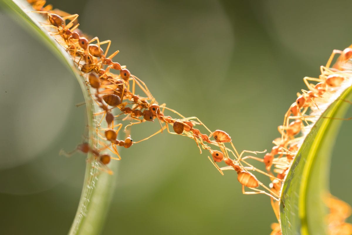 Nature Depends on Self-Organization - Dr. Kathy Allen